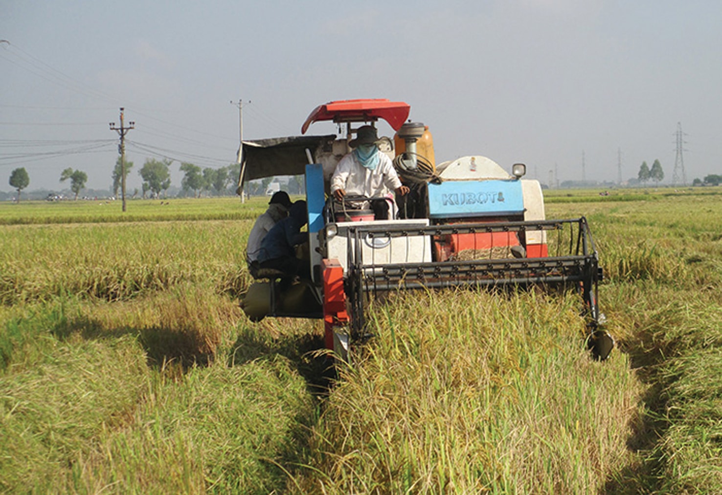  Tỉnh Điện Biên đã thực hiện có hiệu quả Đề án tái cơ cấu ngành nông nghiệp, tiếp tục triển khai trồng lúa theo mô hình cánh đồng lớn theo chuỗi giá trị từ sản xuất, chế biến đến tiêu thụ sản phẩm với diện tích 189ha. 