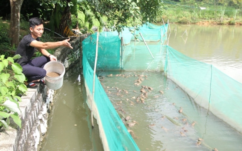 Anh Khúc Hoàng Việt, thôn Vinh Phú chăm sóc ếch