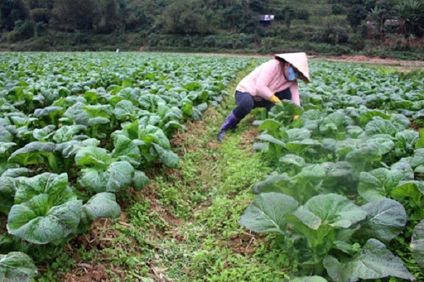 luôn bị yếu thế trong thương thảo hợp đồng ký gửi đại lý. 