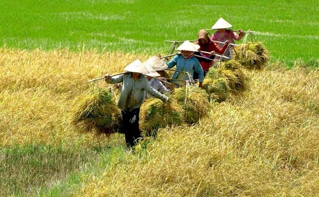 Về đầu ra của các sản phẩm nông nghiệp, đa số đều phụ thuộc vào những thương lái trung gian.