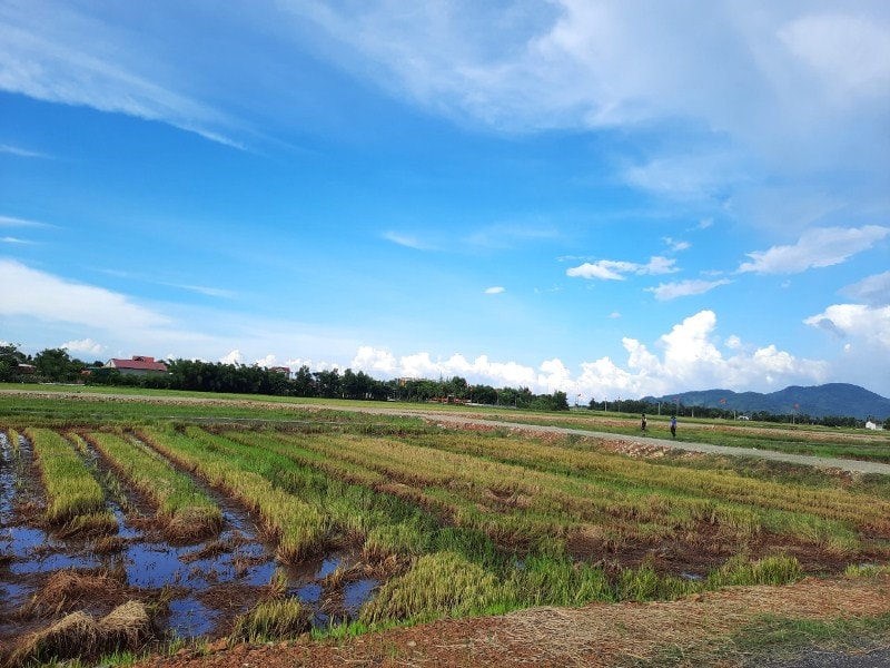 Giá đất tại các vùng đấu giá tăng cao chủ yếu là do các nhà đầu cơ thổi giá, làm giá, tạo sóng ảo ngắn hạn để tranh thủ kiếm lợi 