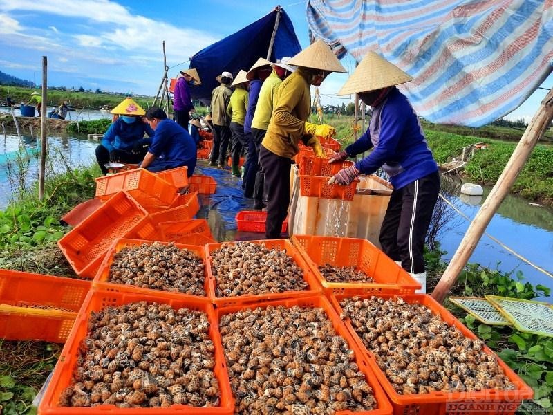 Ông Lê Quang Vinh, Phó Chủ tịch UBND xã Cẩm Lĩnh cho biết: “Năm nay sản lượng ốc hương tăng nhưng giá cả thấp, đầu ra gặp khó khăn. Đây cũng là tình hình chung do ảnh hưởng của dịch COVID-19. Để giúp người dân tiêu thụ ốc địa phương đã đề xuất huyện, tỉnh, hội nông dân, đồng thời liên hệ với một số tiểu thương trên địa bàn để kết nối tiêu thụ. Hiện người dân đã tiêu thụ được khoảng 50% sản lượng. Chúng tôi rất mong các cấp, ngành chung tay, tìm kiếm và kết nối các thị trường lớn tiêu thụ ốc hương cho bà con, nhất là khi mua mưa bão đang đến gần