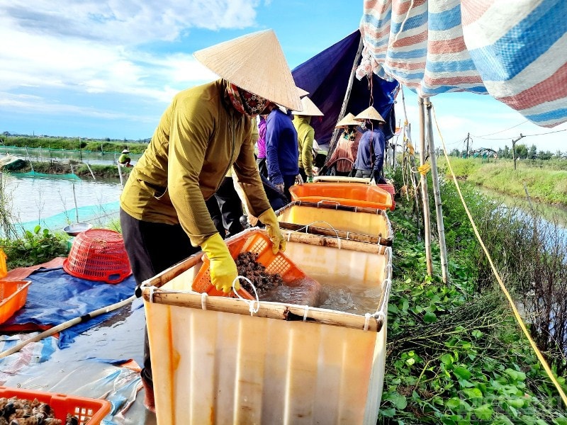 Người dân xứ Cồn Vạn cho hay, những năm trước, giá ốc hương thương phẩm dao động ở mức từ 230 - 250 nghìn đồng/kg; có thời điểm giá ốc lên tới 280 - 300 ngàn đồng/kg, có thời điểm giá ốc rớt xuống thấp như tháng 11 năm ngoái giá xuống dưới 180 - 210 nghìn đồng/kg. Nhưng, giá thấp này chỉ duy trì trong thời gian ngắn khoảng vài tuần, rồi tăng trở lại sau đó.