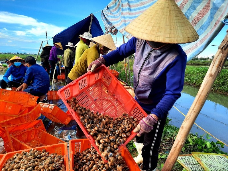 “Những năm trước cứ đến vụ thu hoạch ốc hương thương lái đến tranh nhau mua, nhiều người đặt cọc trước để được lấy hàng. Nhưng mấy hôm nay tôi liên tục gọi điện cho những mối tiêu thụ quen của gia đình vẫn không ai nhận. Sau nhiều ngày chờ đợi mới có thương lái ở ngoài Bắc thu mua nhưng gia đình phải thuê xe chở hàng ra Bắc để giao. Vụ mùa năm nay chỉ mong thu hồi đủ số vốn bỏ ra chứ không trông chờ đến lời lãi”, ông Vựng thở dài.