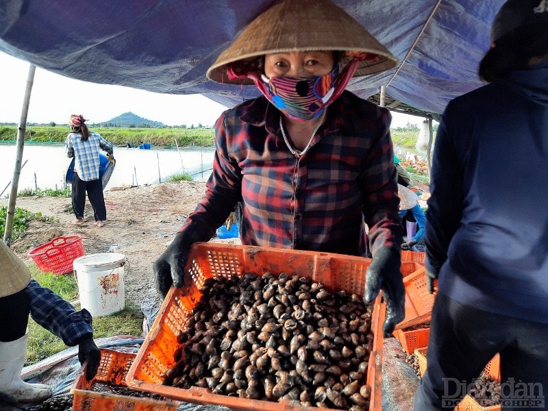 Theo người dân, năm nay ốc hương đạt năng suất cao hơn những năm trước nhưng giá thành lại thấp hơn rất nhiều. Hiện giá ốc hương bán sỉ cho thương lái dao động khoảng 130 - 150.000/kg tùy kích cỡ, trong khi những năm trước giá ốc dao động từ 180 – 200.000/kg. Ốc rớt giá thê thảm, việc tiêu thụ gặp nhiều khó khăn. Người dân mòn mỏi trông chờ thương lái trong khi mùa mưa bão đã đến gần, nếu không thu hoạch kịp thì có nguy cơ mất trắng.