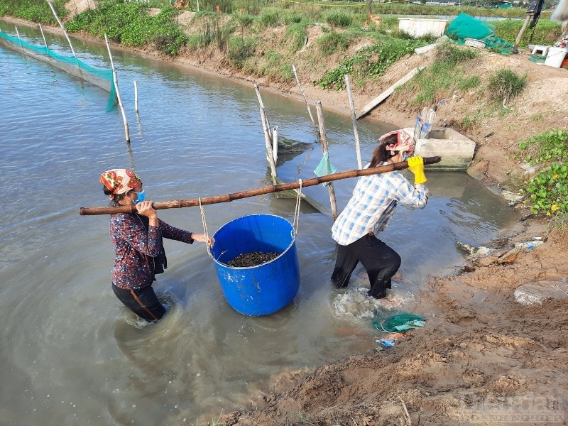 Không chỉ ông Vựng mà nhiều hộ nuôi ốc hương tại xứ Cồn Vạn như đang “ngồi trên đống lửa” khi hàng chục tấn ốc hương đã đến kỳ thu hoạch nhưng chưa thể xuất bán. “Bình thường ốc hương sẽ được thu hoạch vào khoảng tháng 8, nhưng năm nay không có thương lái đến mua nên thu hoạch chậm gần 1 tháng. Duy trì thêm ngày nào thì người nuôi chịu lỗ thêm ngày đó bởi ốc hương khi lớn cần rất nhiều chi phí”, một người nuôi cho hay.