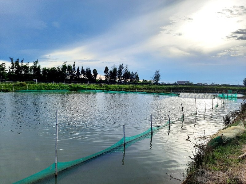 Xứ Cồn Vạn từng được ví là làng tỷ phú nhờ nghề nuôi ốc hương. Tuy nhiên, những năm gần đây do tình hình dịch bệnh, thiên tai thất thường nên nhiều hộ dân đã giảm diện tích nuôi. Hiện tại, toàn xã còn khoảng 15 hộ nuôi, với diện tích hơn 7 ha. Dự kiến vụ ốc năm nay sẽ thu gần 90 tấn ốc thương phẩm, so với những năm trước thì năm nay năng suất ốc tăng từ 2 - 3 tấn/ao.