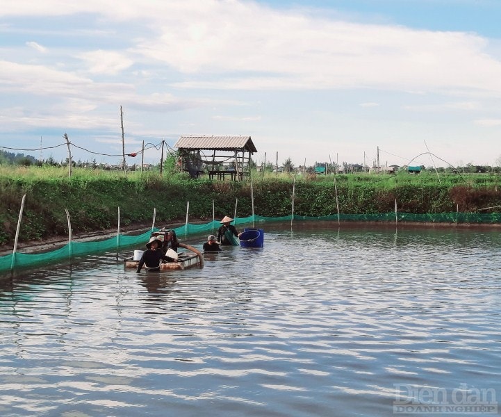 Thời điểm này, làng ốc hương xứ Cồn Vạn (xã Cẩm Lĩnh, huyện Cẩm Xuyên) đang vào vụ thu hoạch ốc hương sau 7 tháng thả nuôi. Tuy nhiên, do ảnh hưởng của dịch bệnh, nhất là từ khi các tỉnh, thành phố thực hiện giãn cách xã hội, vận chuyển giao thương gặp nhiều khó khăn khiến hàng tấn ốc đến kỳ thu hoạch vẫn không có thương lái đến mua.