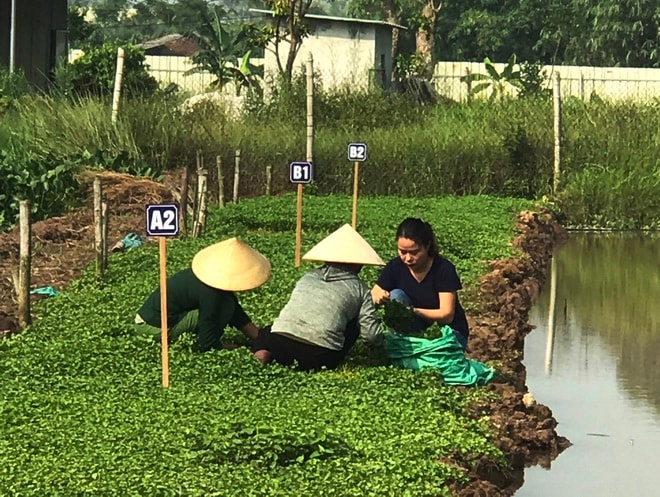 Khu vực trồng rau.