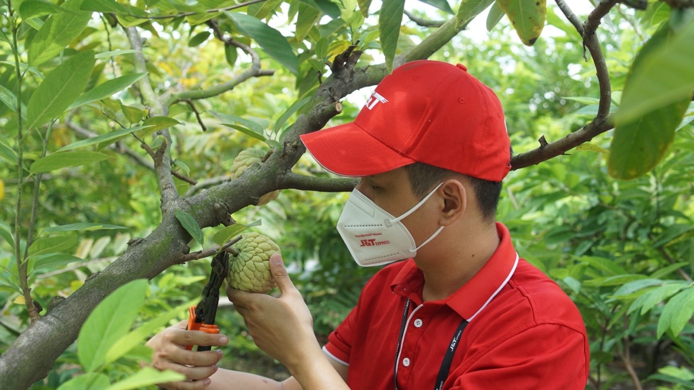 Nhân viên hỗ trợ thu hái na Liên Khê giúp đỡ bà con.