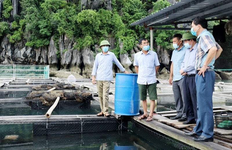 Lãnh đạo huyện Vân Đồn đi thăm các hộ nuôi trồng Thủy sản (ảnh báo Quảng Ninh)