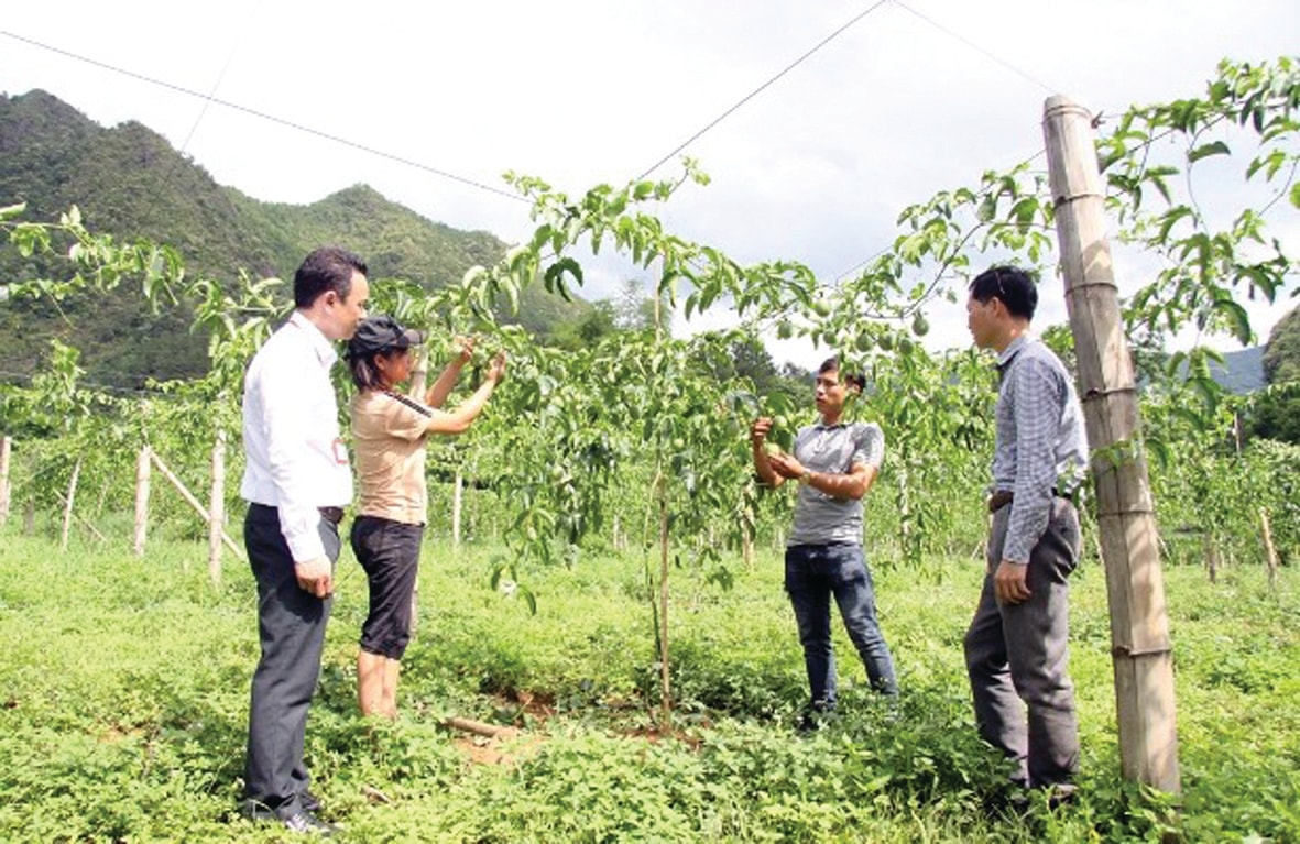   Mô hình chanh leo của Hợp tác xã Nông nghiệp sạch và Dịch vụ nông nghiệp Than Uyên tại bản Đông. Ảnh Uyên Linh.