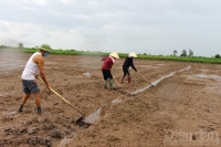 Vùng nước lợ Hải Phòng chuẩn bị vào vụ rươi