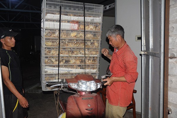 Hàng ngày đều có người là các hộ dân chăn nuôi trong huyện hoặc các lái buôn các nơi tới trại gà để mua giống của 9x Lý Viết Phúc.