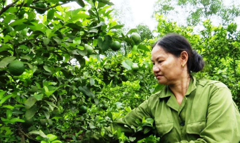  Do tình hình dịch bệnh, việc tiêu thụ chanh gặp trở ngại khiến người trồng chanh tại Hà Tĩnh thất thu.