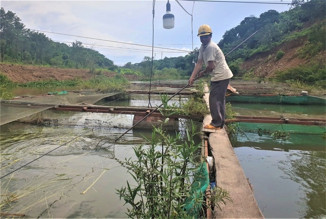 Hiện tại, vợ chồng lão nông này đang sở hữu 20 lồng bè nuôi đặc sản của Tây Nguyên