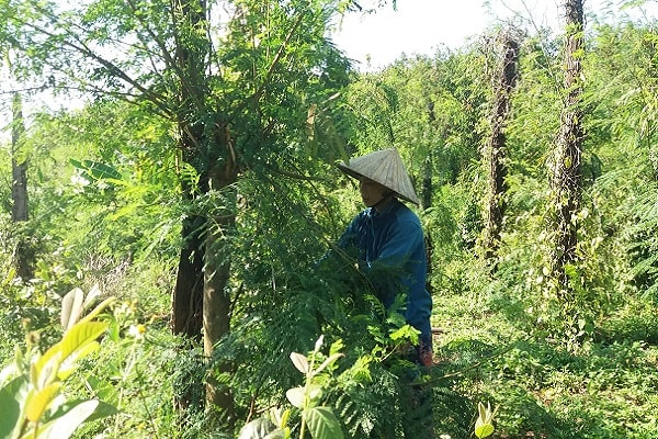 Một nông dân khác bên vườn tiêu bị bỏ hoang, cây trồng làm trụ giờ thành thức ăn cho dê