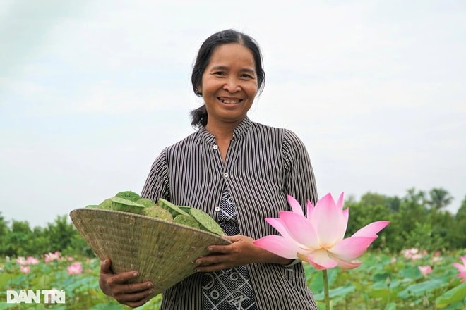 Bà Phan Thị Nho bên ruộng sen (Ảnh: Bảo Kỳ).