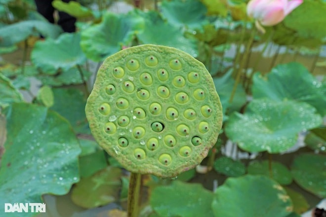 Sen có ưu điểm nếu không hái kịp lúc gương còn tươi thì người trồng có thể để cho gương sen khô lại, chuyển qua bán hạt khô (Ảnh: Bảo Kỳ).