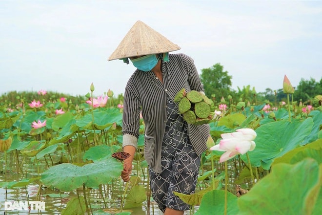 Qua thời gian trồng sen lấy gương, bà Nho nhận thấy sen là loại cây dễ trồng, ít tốn công chăm sóc, ít sâu bệnh và không tốn quá nhiều chi phí đầu tư (Ảnh: Bảo Kỳ).