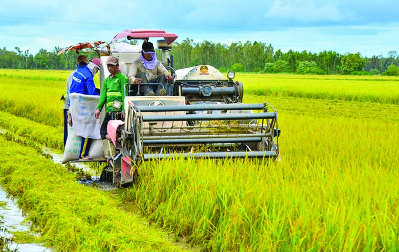  Tỉnh Kiên Giang chú trọng tái cơ cấu gắn với chuyển đổi mô hình tăng trưởng, phát triển các sản phẩm nông nghiệp hàng hóa chủ lực. Ảnh: Quốc Tuấn