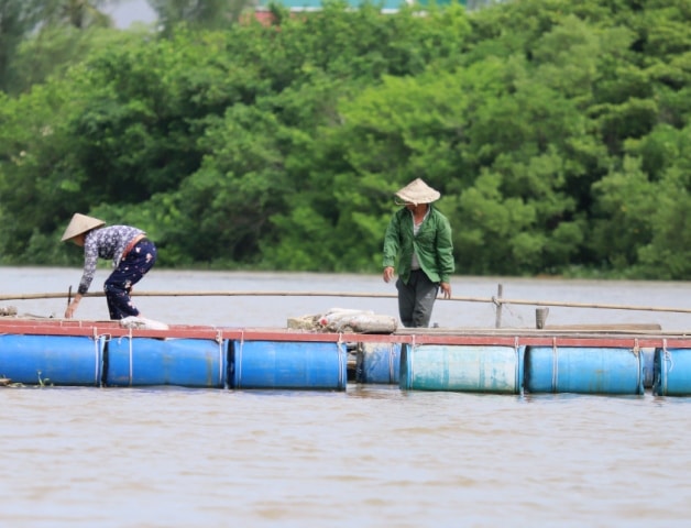 Các hộ nuôi cá lồng bè di chuyển cá vào trong đê tránh thiệt hại khi mưa lớn