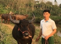 Lãi hàng trăm triệu đồng mỗi năm từ nuôi trâu trên vùng biên cương