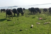 Khởi nghiệp nông nghiệp: Nuôi trâu làm giàu