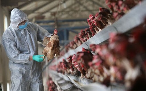 Virus H5N6