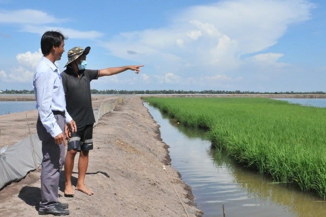 Ông Dương Phú Xuân - Trưởng phòng Kinh tế TP Hồng Ngự cho biết mô hình nuôi cá linh non kết hợp nuôi tôm càng xanh toàn đực trên ruộng lúa của anh Bùi Chí Nhân là bước đi hoàn chỉnh các mô hình sinh kế mùa lũ cho người dân vùng đầu nguồn (Ảnh: Nguyễn Hành).