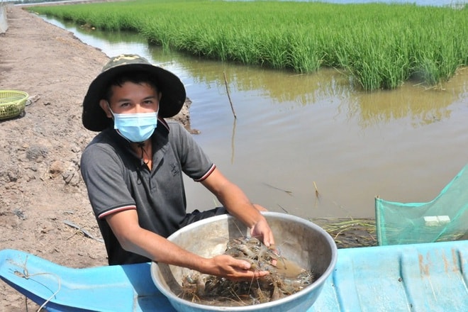 Sau khi thu hoạch 2 tấn cá linh, anh Bùi Chí Nhân thả hơn 80kg tôm càng xanh toàn đực, dự kiến đến tháng 2 năm sau anh thu hoạch từ 5-6 tấn tôm sinh thái (Ảnh: Nguyễn Hành).