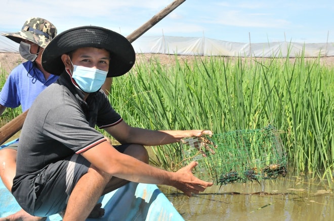 Ngoài nguồn thu từ cá linh, tôm, lúa nhiều sản vật trong đồng ruộng như: cua đồng, tép, cá mè vinh nhiều vô số kể. Riêng cua đồng anh Nhân đặt lọp bắt trên 500kg cua (Ảnh: Nguyễn Hành).