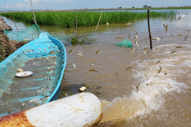 Sau khi kéo bán 2 tấn cá linh non, số cá linh còn sót lại còn rất nhiều. Khi cá gặp dòng nước mát, từng đàn bơi tới nhảy vọt lên khỏi mặt nước, rơi vào xuồng hàng chục ký cá tươi rói (Ảnh: Nguyễn Hành).