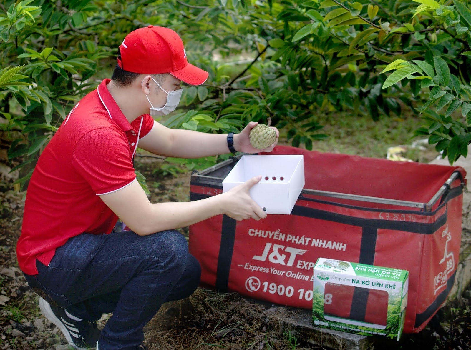 (J&T Express chi nhánh Hải Phòng hỗ trợ bà con thu hoạch na Liên Khê)