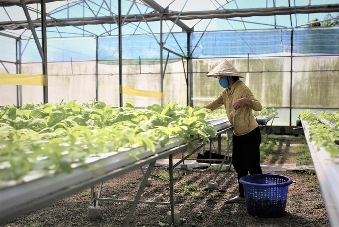 Mô hình trồng rau sạch ứng dụng công nghệ cao của Afarm được xã Hòa Phú kỳ vọng sẽ giải quyết việc làm cho người dân, đưa kinh tế của địa phương phát triển.