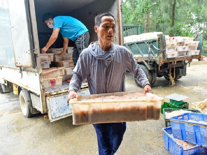 Ruốc tươi