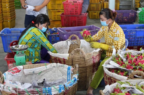 Long An đang tiếp tục triển khai Đề án Chương trình phát triển nông nghiệp ứng dụng công nghệ cao gắn với tái cơ cấu ngành nông nghiệp trên địa bàn tỉnh giai đoạn 2021 – 2025.