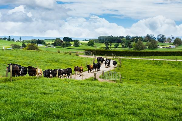 Bò nuôi tại New Zealand, được nuôi thả trên những cánh đồng cỏ với thức ăn chính là các loại cỏ tự nhiên.