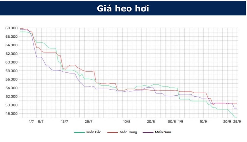 Giá thịt héo có xu hướng giảm nhưng dự báo sẽ tăng vào cuối năm 2021