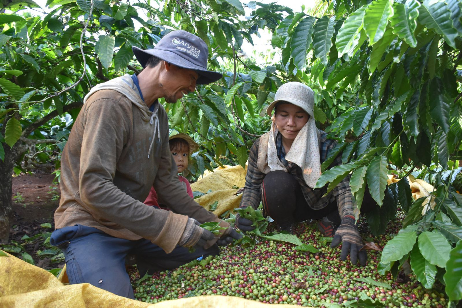 Cà phê đang vào vụ chín rộ, nông dân Tây Nguyên đang tất bật thu hái