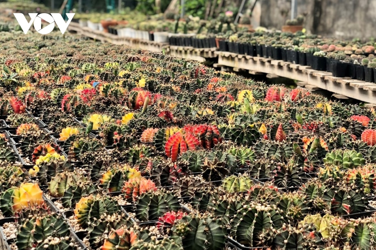 Trang trại Flower Land của chị Trần Hồng Thảo, rộng khoảng 750m2, với hơn 50 ngàn cây của hơn 100 giống xương rồng, sen đá khác nhau.