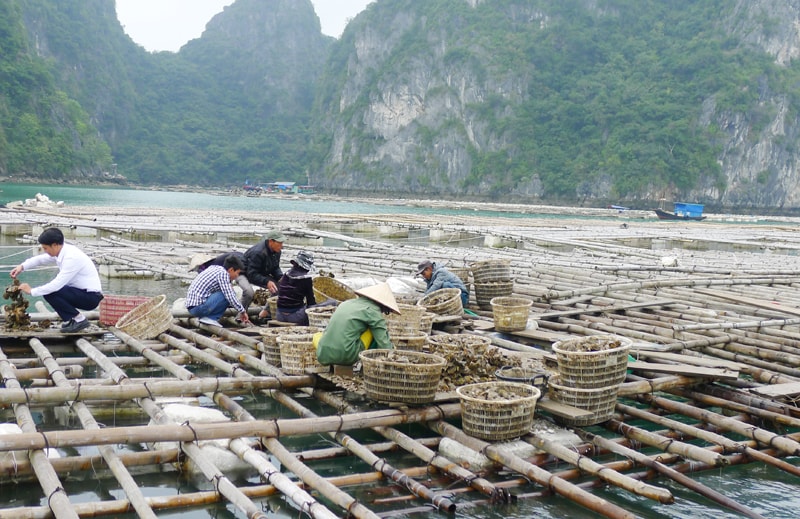 Trong những năm gần đây, nhiều người dân đã tự ý khoanh nuôi tại các vùng chưa được quy hoạch