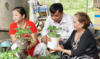 Làm giàu thành công từ mô hình trồng dâu tây thủy canh