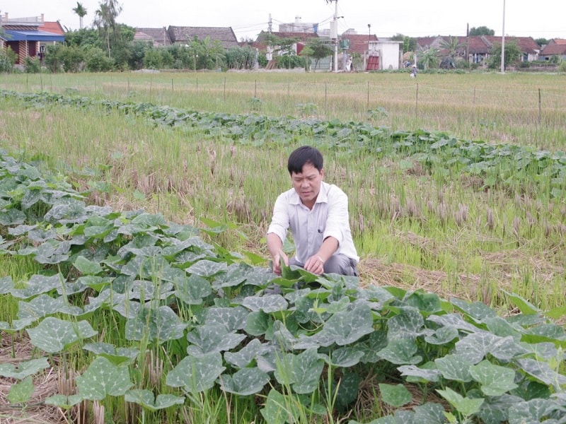 Mô hình tập trung ruộng đất và tổ chức sản xuất trên quy mô lớn được xem như giải pháp tối ưu vấn đề hoang hóa ruộng đất. 