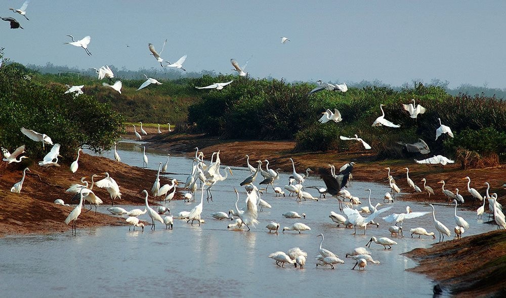 Đến năm 2030, cả nước có 15 khu đất ngập nước được công nhận là khu Ramsar. Ảnh minh họa