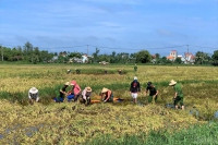 NGƯỜI TỐT - VIỆC TỐT: Ấm lòng hình ảnh công an Hội An ra đồng giúp dân