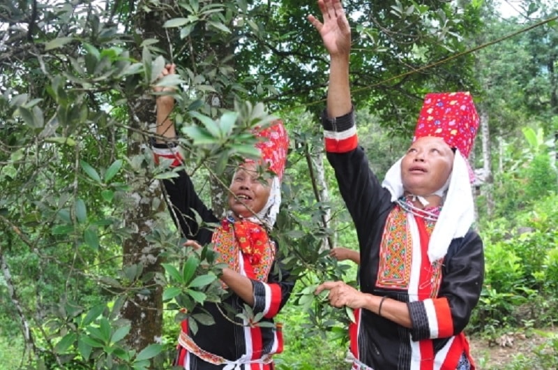 Người dân tộc Dao ở Bình Liêu thu hoạch quả hồi.