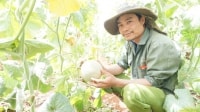 Khởi nghiệp nông nghiệp: Trồng dưa lưới thu hàng trăm triệu đồng mỗi năm