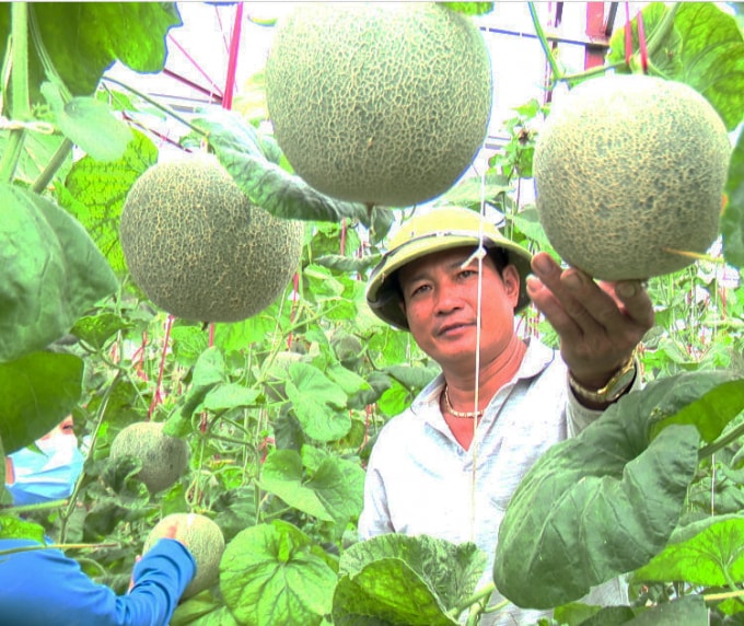 Đầu tư trồng dưa lưới trong nhà màng cao, nhưng thu hồi vốn nhanh. Ảnh: Phú Hòa.