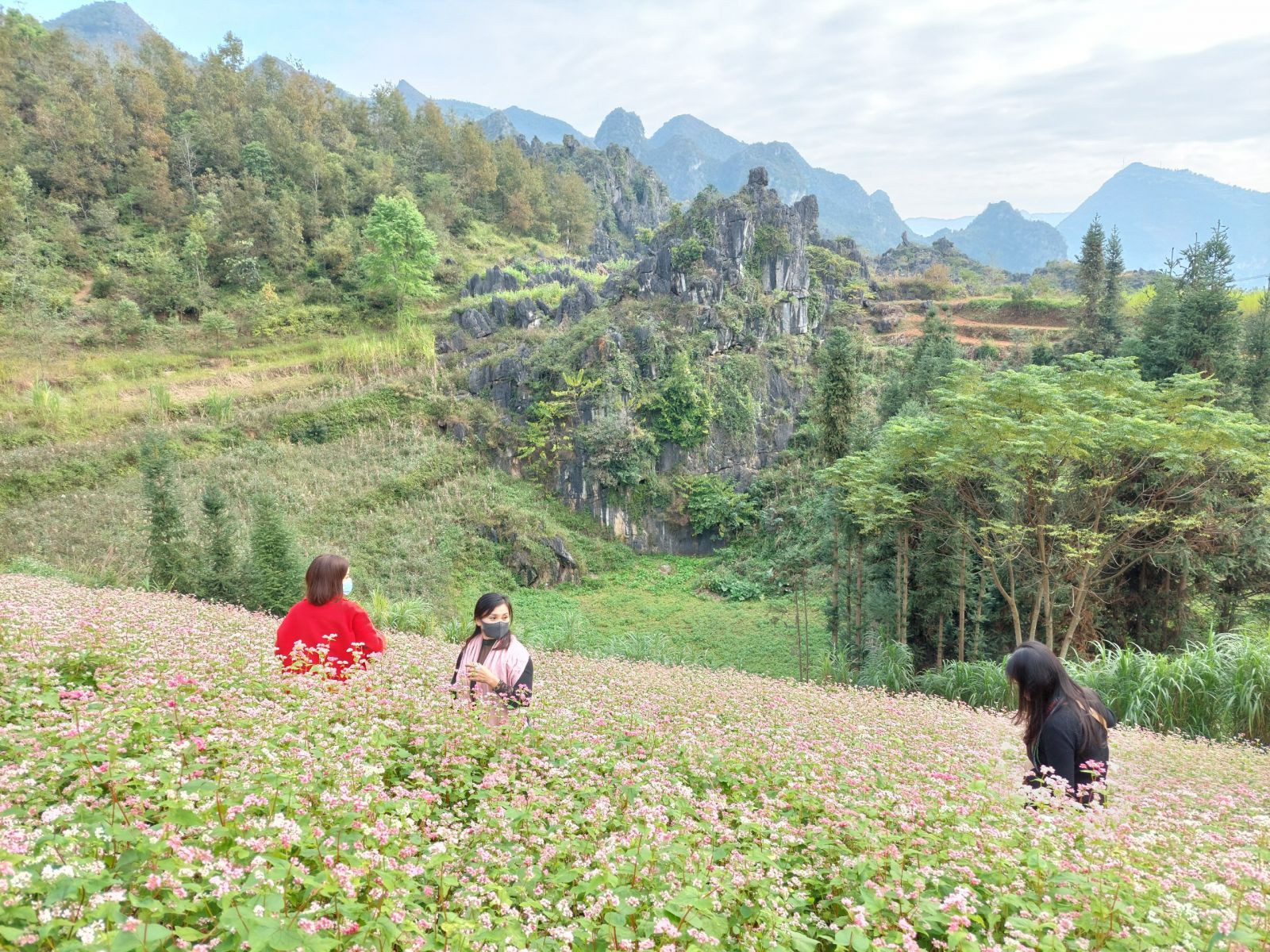 Những cánh đồng hoa tam giác mạch Hà Giang nở rộ, rực rỡ khắp vùng cao nguyên đá